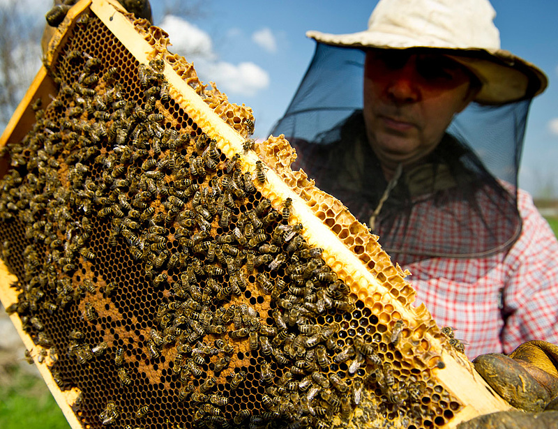 Durva méretet öltött a mézhamisítás Magyarországon is