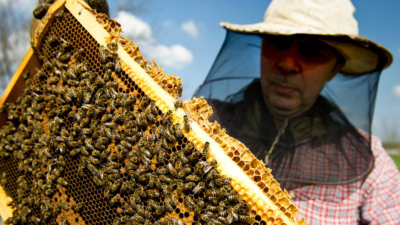 Kampány indul: egyen Ön is több mézet!