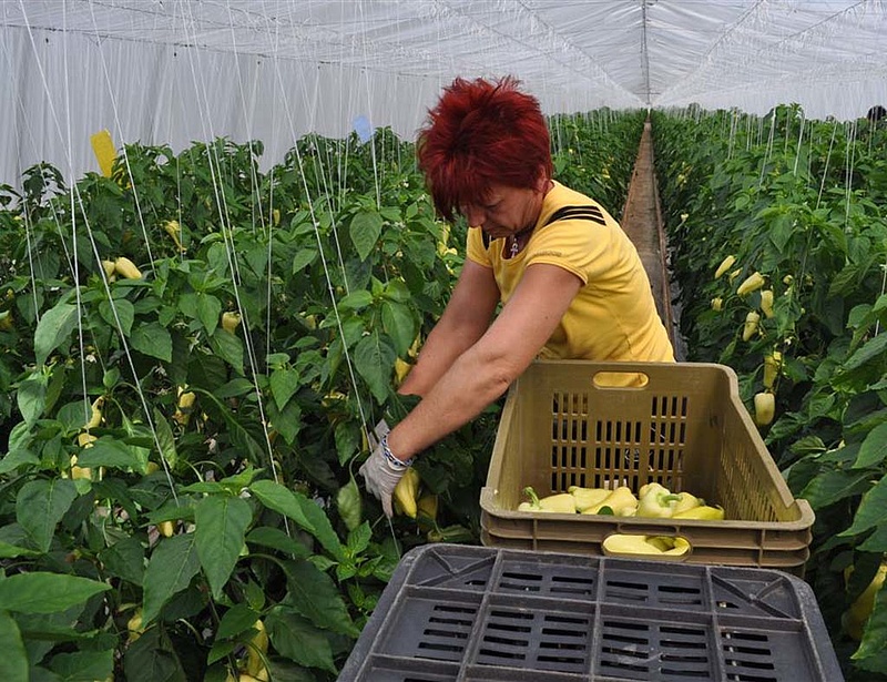 Elveszhet a magyar kertészetek versenyelőnye