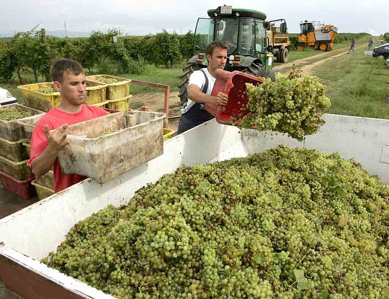 Külföldi munkásokat kénytelenek alkalmazni a szőlőtermelők