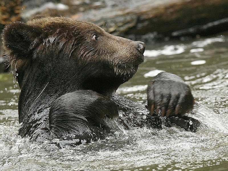 Orosz medve szabadulhat az aranypiacra