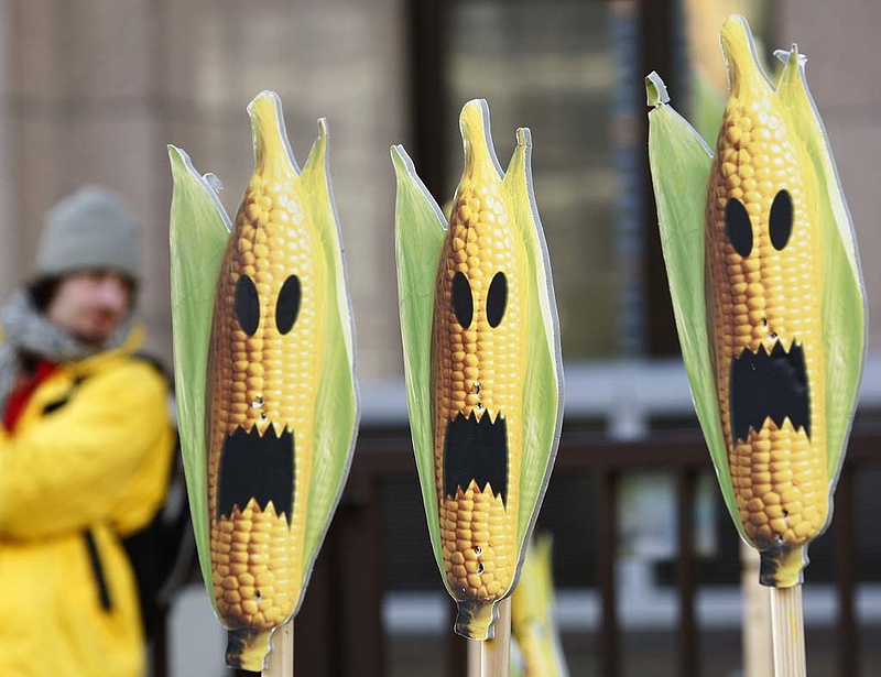 Génkezelt kukoricát találtak idehaza
