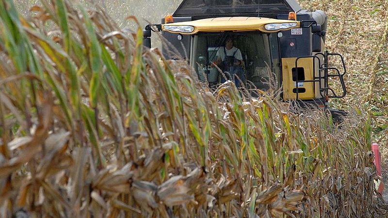 Nagy a nyomás a kukoricán - már érződik a hatása