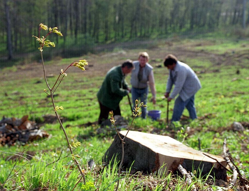 Hatalmas erdőpusztulás Magyarországon - drámaian megváltozik a táj