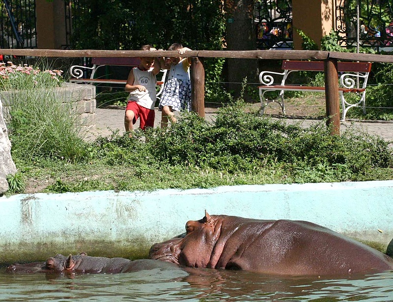 Plusz pénzt és garázst kap az állatkerti Pannon Park