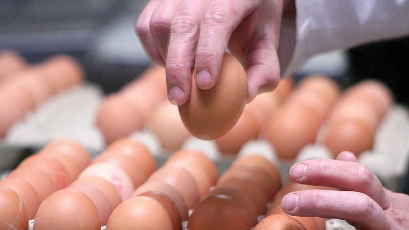 Magyarnak hazudott, szennyezett tojásokat vont ki a forgalomból  a hatóság