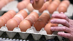 Mérgezett tojások: óriási a baj itthon is