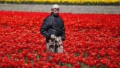 Katasztrófa az öszeomlásban: meghalnak a tulipánok