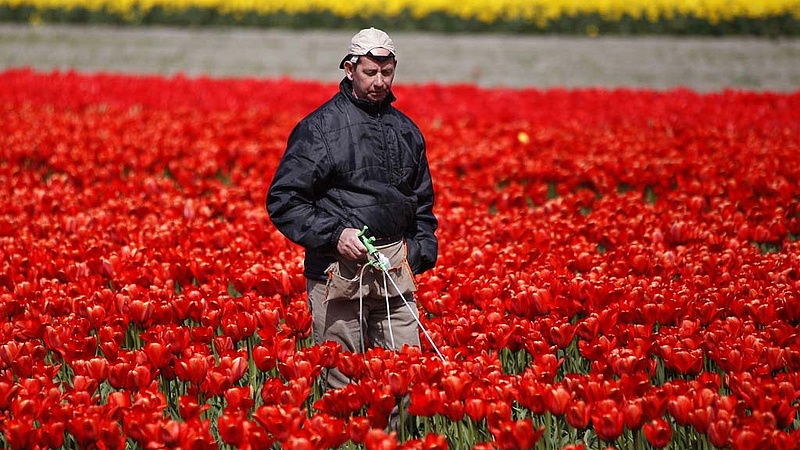 Katasztrófa az öszeomlásban: meghalnak a tulipánok