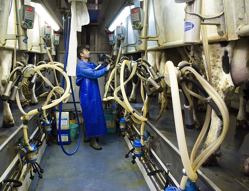  Tonnaszámra öntik el a tejet a gazdák Romániában