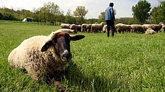 Koronavírus: bajban vannak a kecsketartók és a juhászok