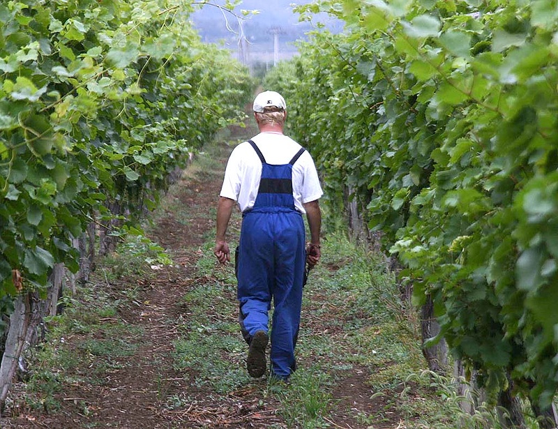 Csökken az olasz bortermelés