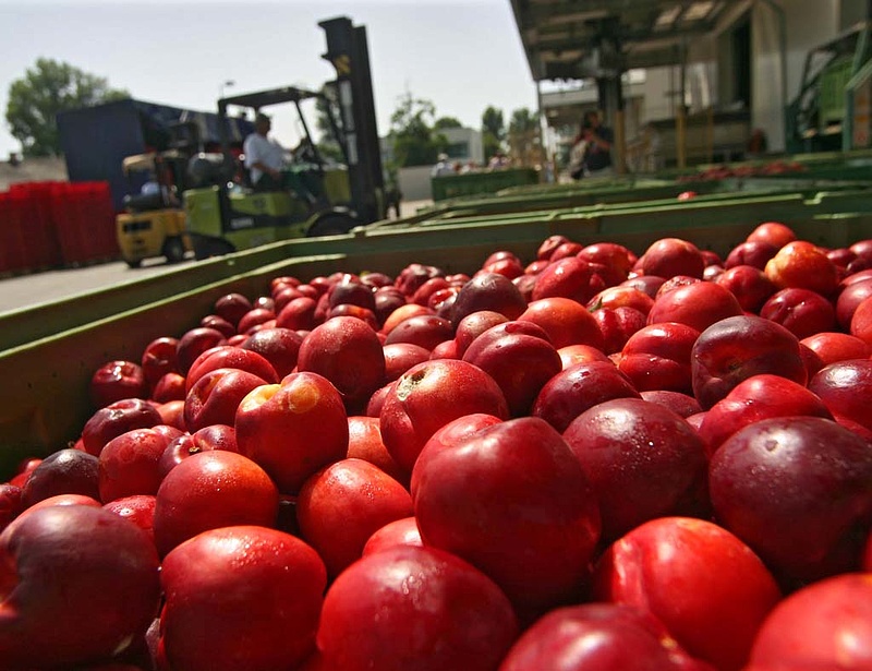Csaknem 100 tonna gyümölcs-sűrítményt foglalt le a Nébih