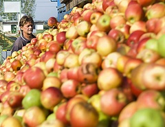 Mi lesz a magyar almával? - új prognózis érkezett