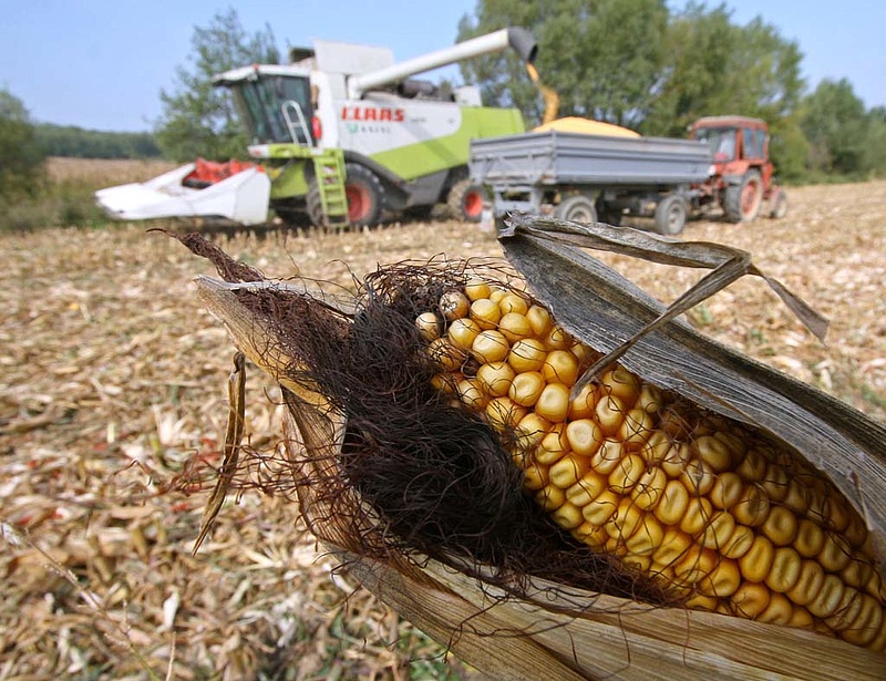Rossz hír érkezett a magyar kukoricáról