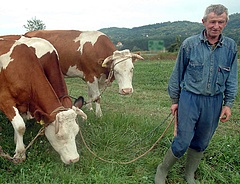 Átalányadóval sújtják a román gazdákat