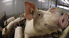 Országos razziára készül a Nébih - túl sok lehet a fertőzött hús