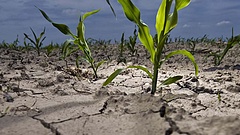 A klímaváltozásra készítik fel a magyar mezőgazdaságot