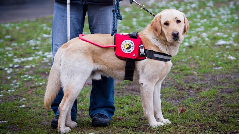 Rendeletmódosítást javasol az ombudsman a terápiás kutyákkal kapcsolatban
