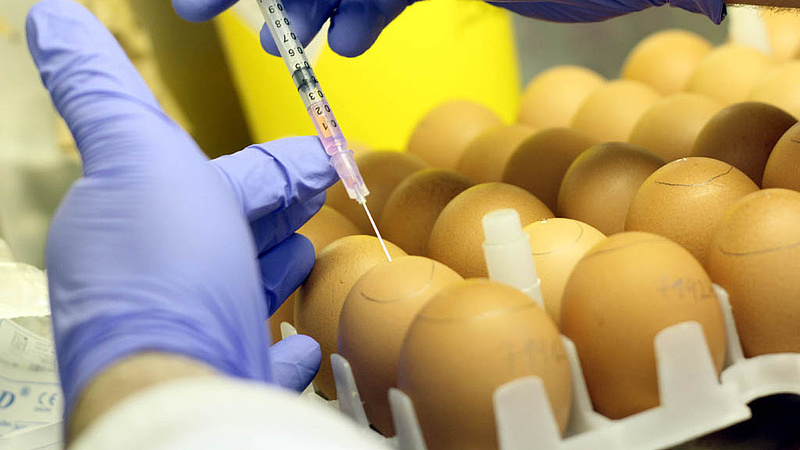 Megvan, honnan származik a fertőzött magyar tojás