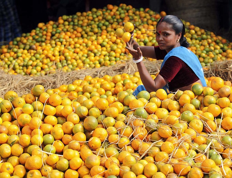 Elszállt a narancs ára a hurrikán miatt