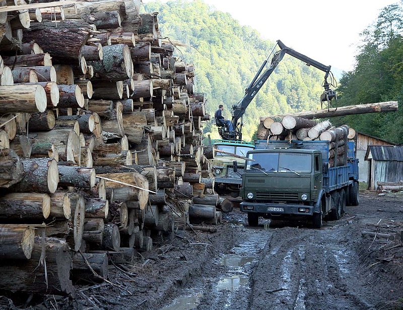 Az ÁSZ rendszerszintű szabálytalanságok talál az erdőgazdaságoknál