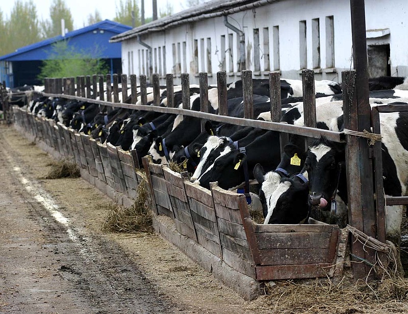  Rettenetes évet zár a szlovák állattenyésztés