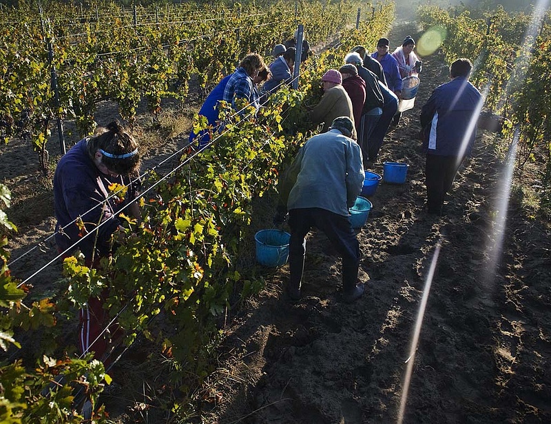 Több pénzt ad Brüsszel a szőlő- és bortermelés támogatására
