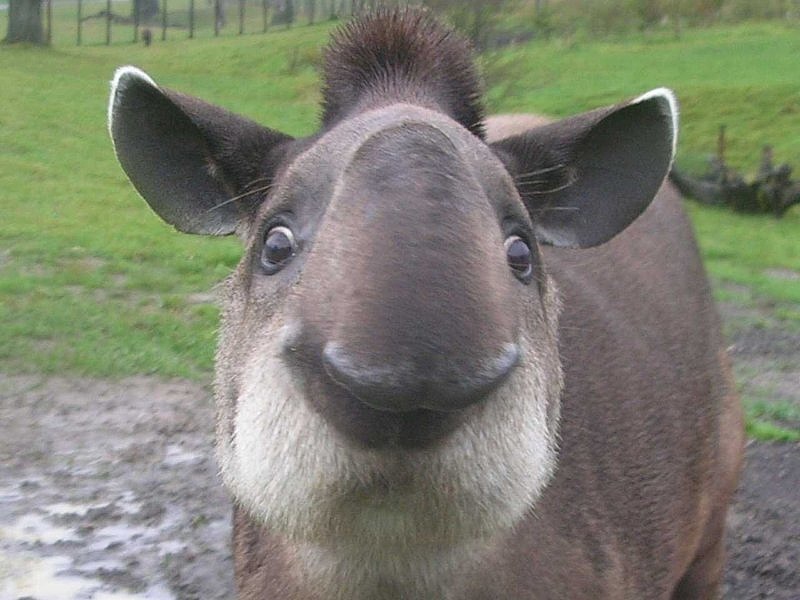 Tétova tapírtól tarthatnak a tespedt tőzsdések? 