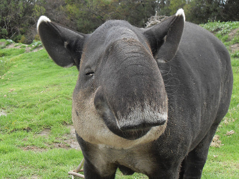 Látunk-e még idén tapírt?