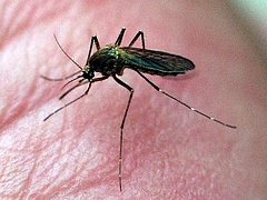 Veszélyes szúnyogok árasztják el Magyarországot