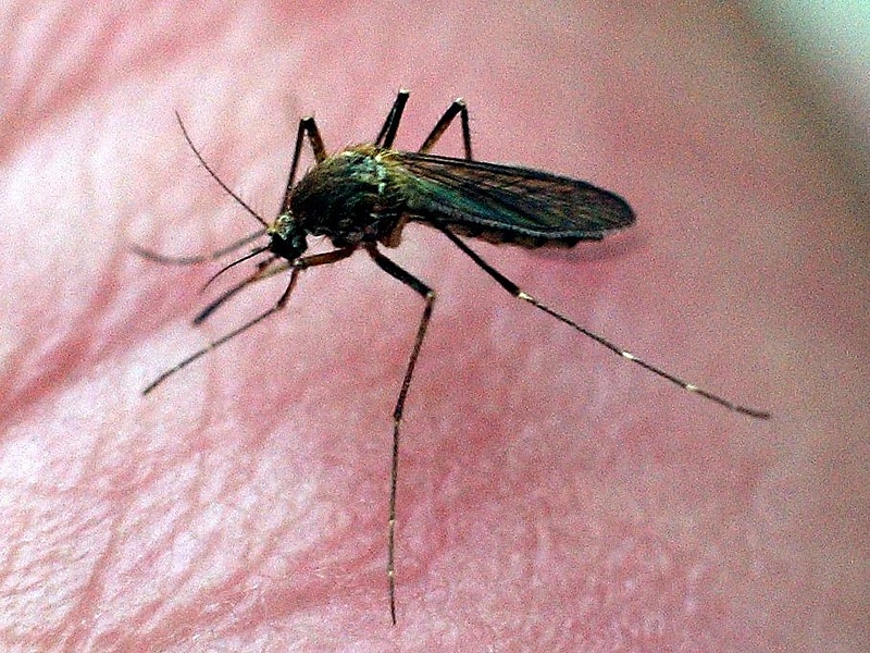 Így alakult az idén a szúnyogírtás