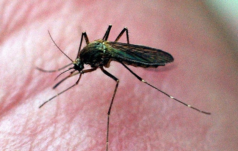Figyelmeztetést adott ki a külügy a Zika-vírussal kapcsolatban