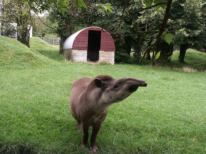 A tapirofobia jeleit mutatja a török líra is