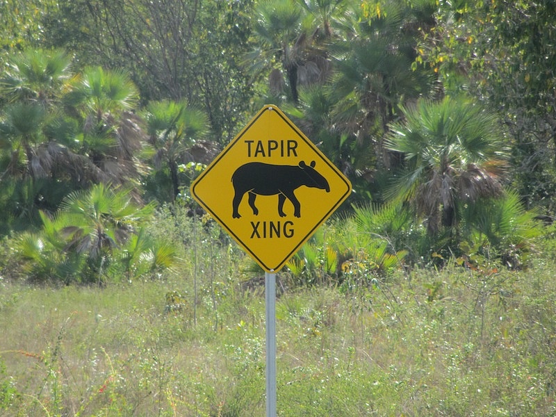 Akkor most lesz vagy nem lesz tapír?!