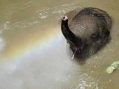 Újszülött elefántikrekre bukkantak egy kenyai nemzeti parkban