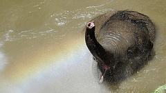 Elefántokat vett Kína Zimbabwétől