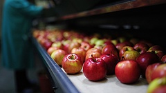 Bajban a magyar almatermesztők
