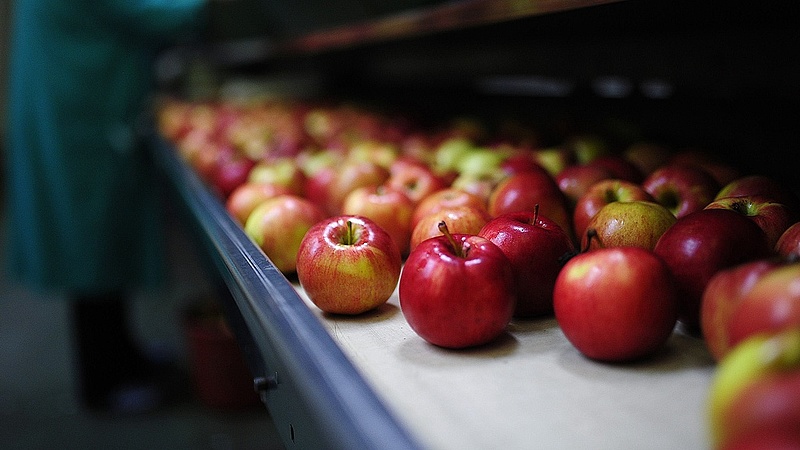 Agrárminisztérium: Nem indokolt az alma 13 forintos felvásárlási ára
