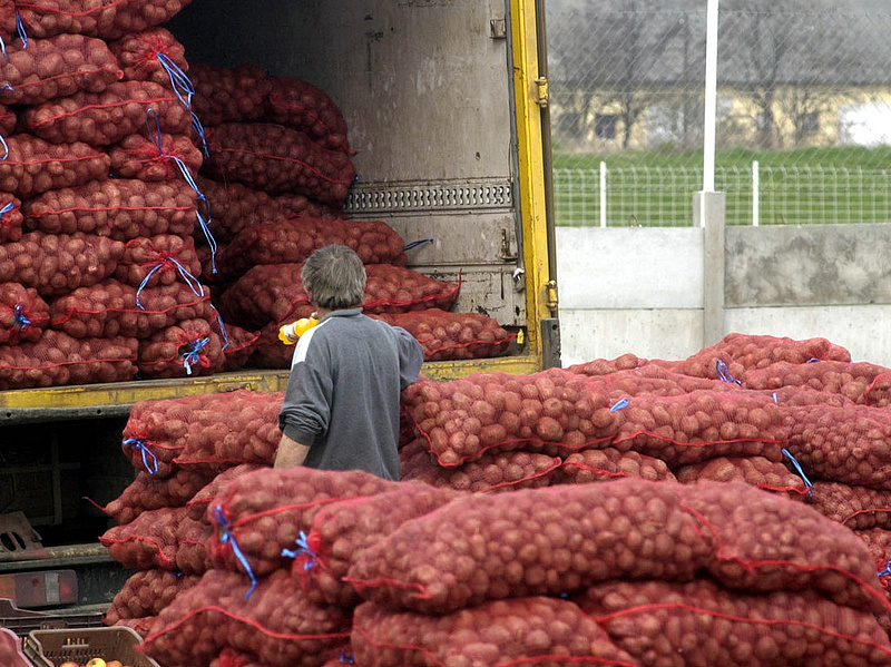 Baj van a krumplival - figyelmeztet a hatóság