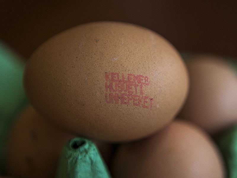 Kiderült a Tesco-tojások titka - ilyen videót még nem látott