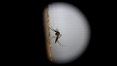 Áttörés jöhet a Zika-fertőzés elleni harcban