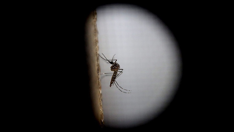 Megvan az első európai zika-fertőzött