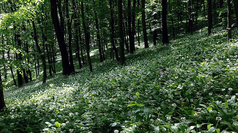 Elszálltak a fizetések az állami erdészetekben - Orbánnál is többet keresnek