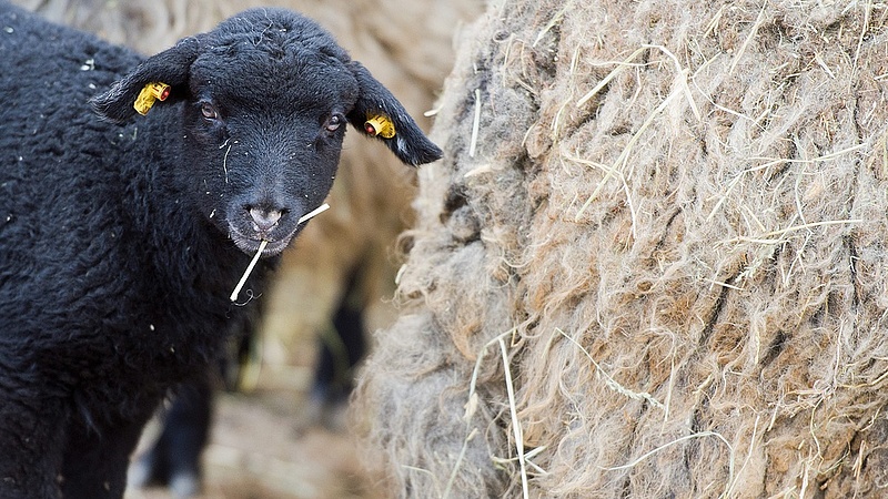 Betehet a korai húsvét a bárányexportnak