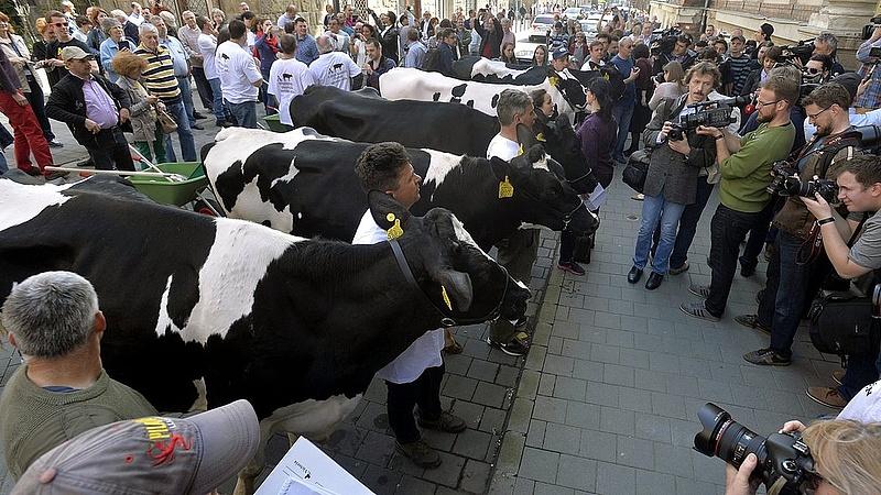 Tüntettek a tejtermelők Budapesten