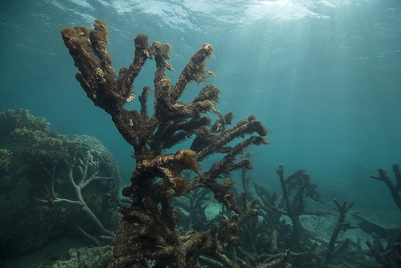 Egyre nagyobb a baj az ausztrál Nagy-korallzátonynál