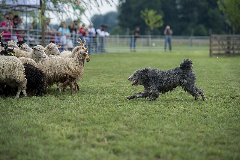 Készül a magyar kutyák génbankja