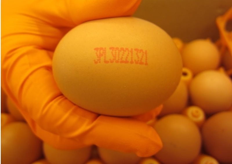 Tojásbotrány: a szlovák tojás biztonságos