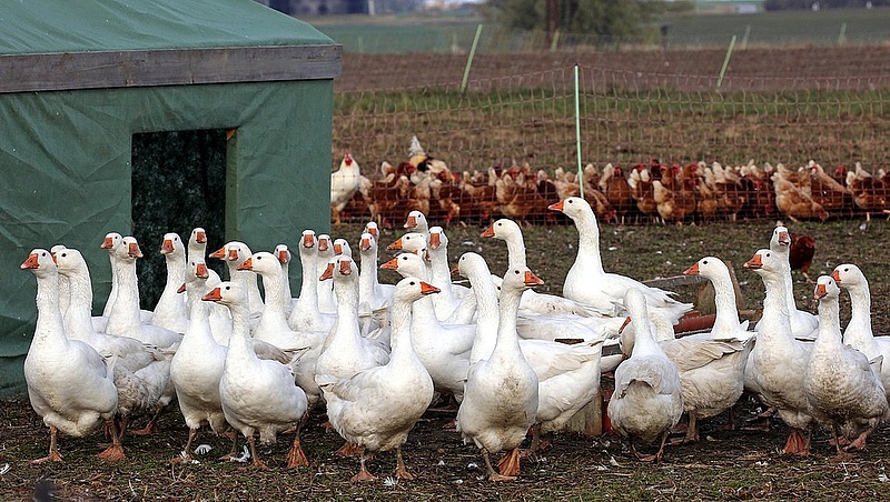 Harmincegy településen mutatták ki a madárinfluenzát Magyarországon